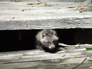 「ブログ de トラベル」北海道の動物に会いに行こう!!（釧路湿原編）