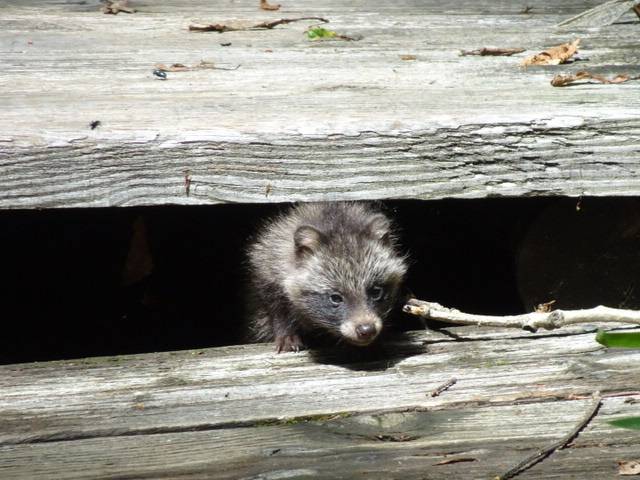 「ブログ de トラベル」北海道の動物に会いに行こう!!(釧路湿原編)の写真