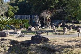 オオカンガルーの展示内容が通常に戻ります