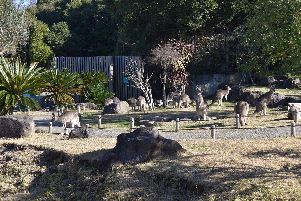 オオカンガルーの展示内容が通常に戻りますの写真