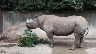 クロサイの日々