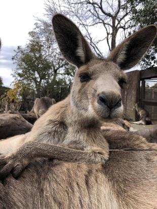 くっきりアイラインと黒い鼻がポイント、ミクロ