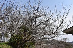 金沢動物園・金沢自然公園桜開花情報【2022年3月18日号】