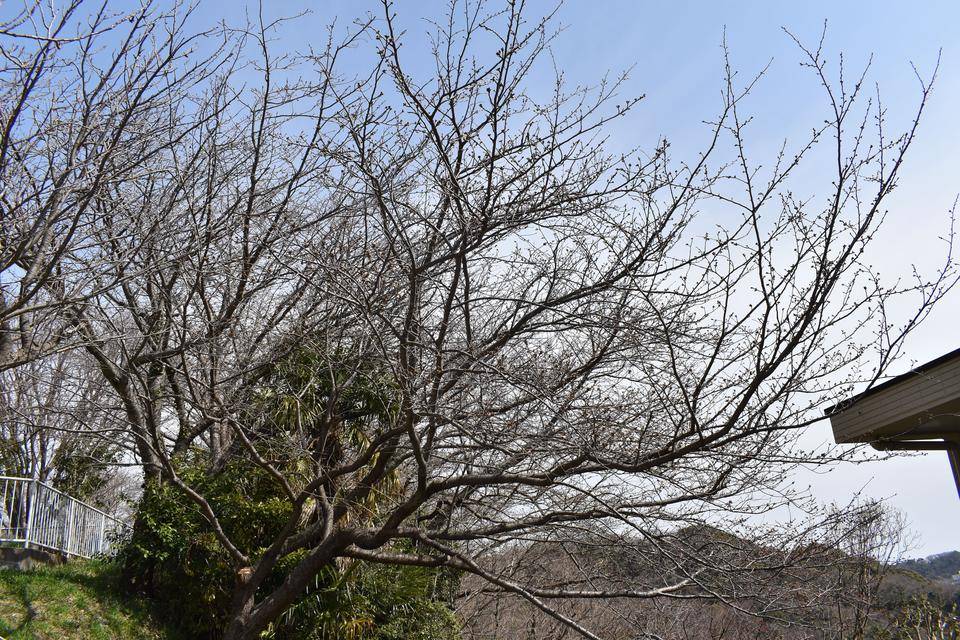 金沢動物園・金沢自然公園桜開花情報【2022年3月18日号】の写真