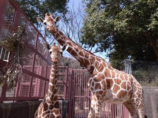 まだ母乳も飲んでいます。
