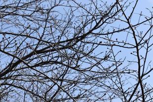 金沢動物園・金沢自然公園桜開花情報【2022年3月11日号】