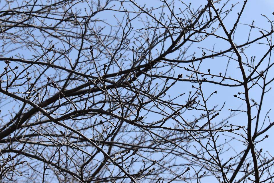 金沢動物園・金沢自然公園桜開花情報【2022年3月11日号】の写真