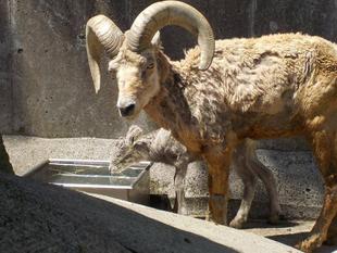 立派なツノを見てください