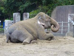 転がるゾウ、上からお湯が降る