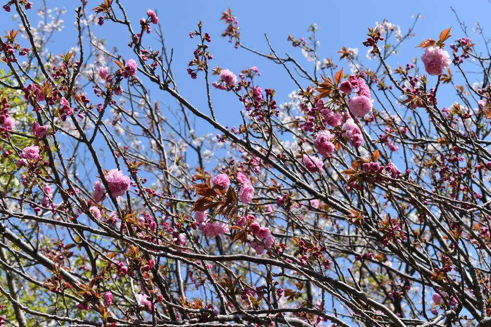 金沢動物園・金沢自然公園桜開花情報【2022年4月11日号】の写真