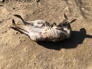 母エルに口元がよく似ています、エス