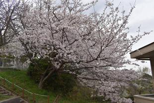 金沢動物園・金沢自然公園桜開花情報【2022年4月1日号】