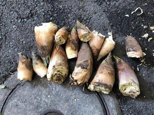 竹の伐採と雑木林再生④