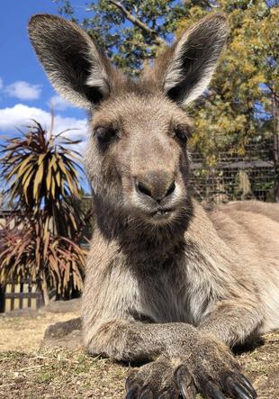 目立つ切歯と鼻筋のぽっちがポイント、エル