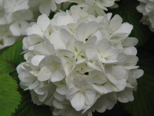 お花のきれいな時期になりました。