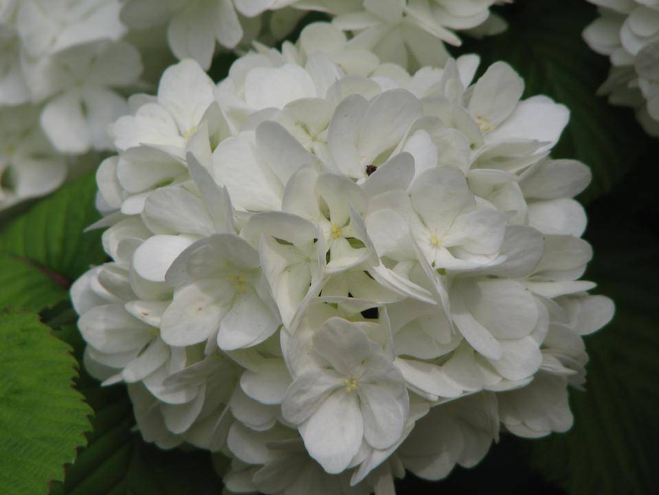 お花のきれいな時期になりました。の写真