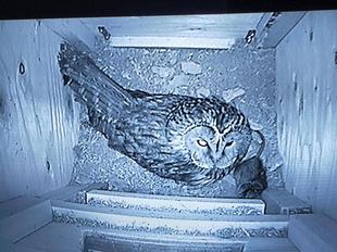 フクロウ　守る・伝える　動物園内だからできること