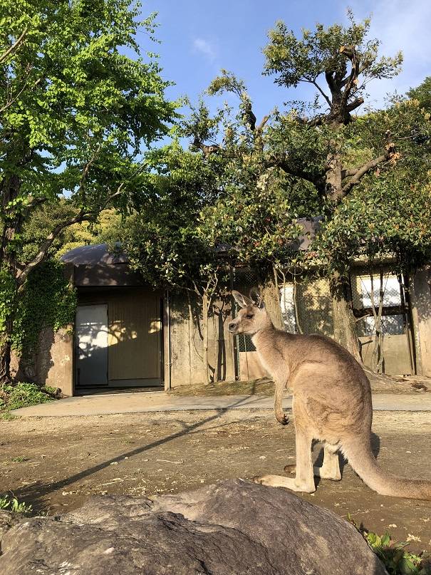 キノコの帰宅の写真