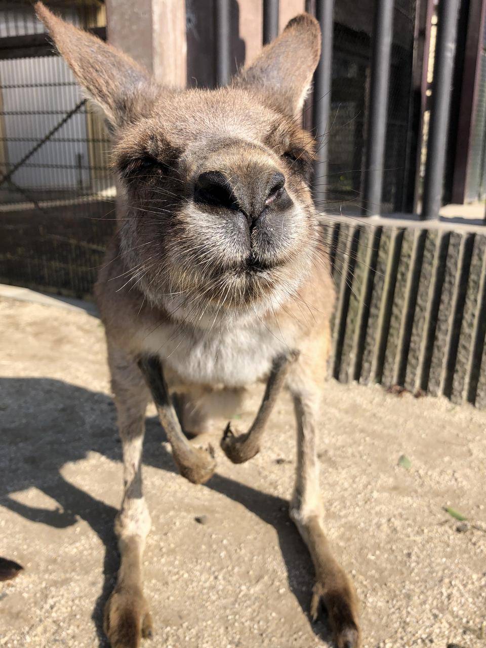 国内の展示個体で最高齢、キノコの写真