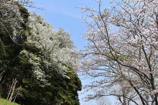 金沢動物園・金沢自然公園桜開花情報【2022年4月7日号】