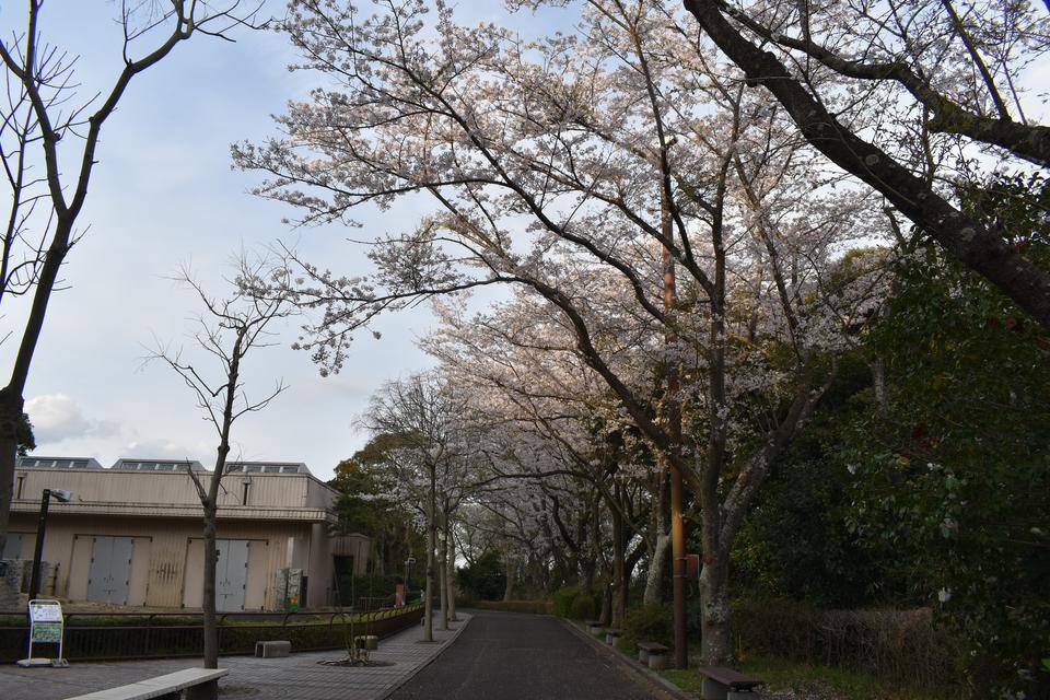 金沢動物園・金沢自然公園桜開花情報【2022年4月3日号】の写真