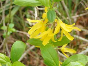 黄色い花レンギョウ