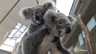 4月のおたんじょうび ~コアラ編~