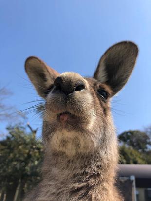 口元が一番特徴的、ドリーム