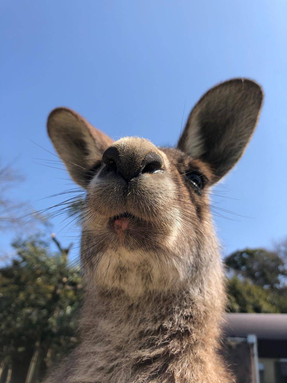 口元が一番特徴的、ドリームの写真