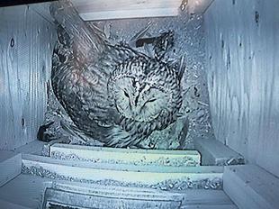 フクロウ　ヒナうまれてました！