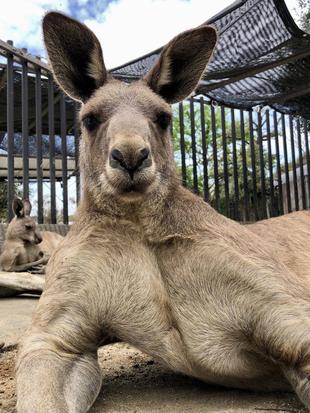 金沢最強のオス（のオオカンガルー）、モモジ