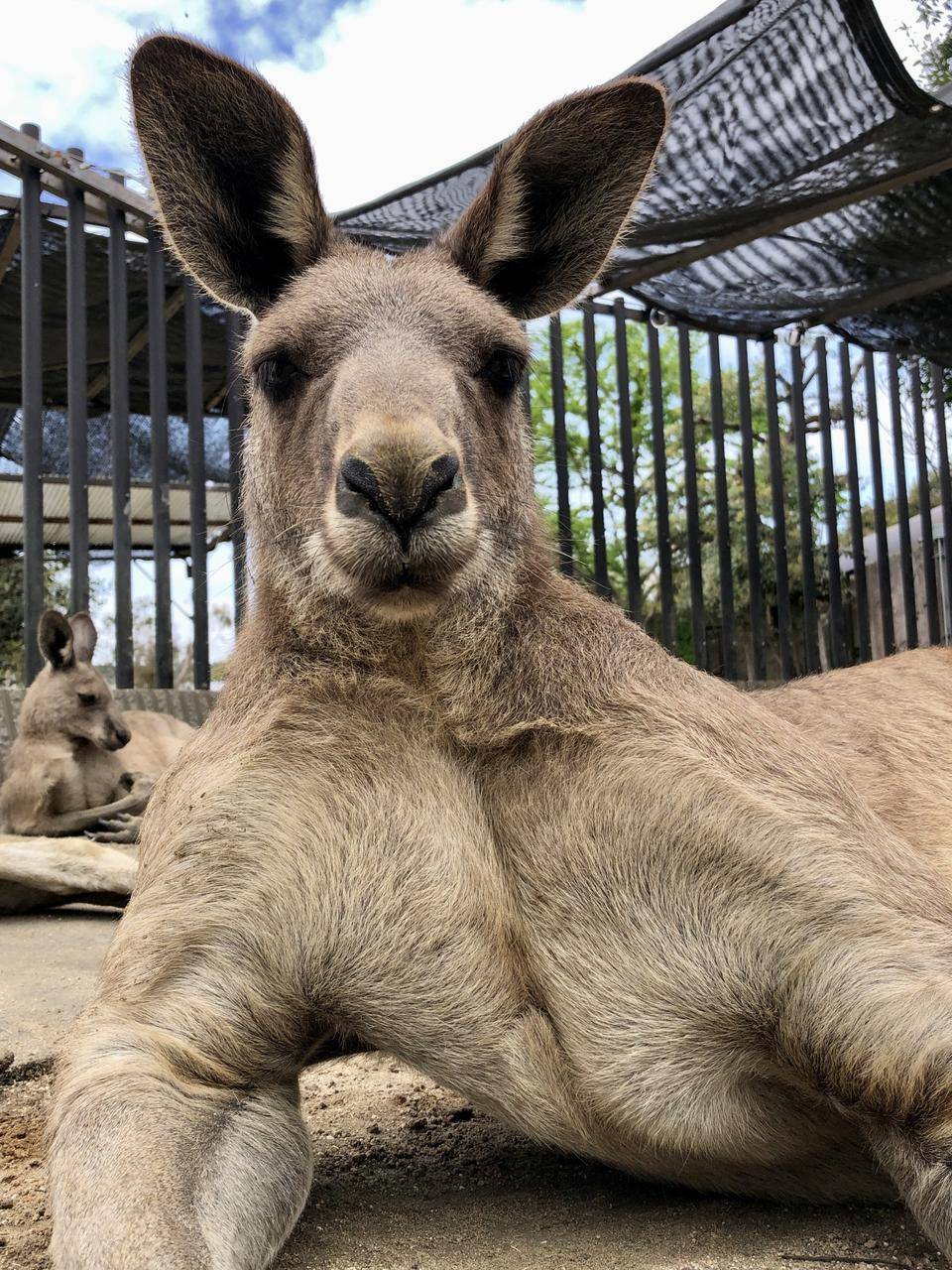 金沢最強のオス(のオオカンガルー)、モモジの写真