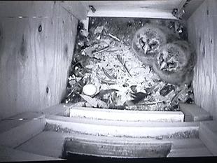 フクロウ　あっという間に