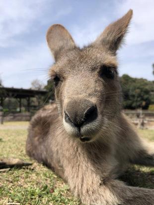 最年少のクローブ