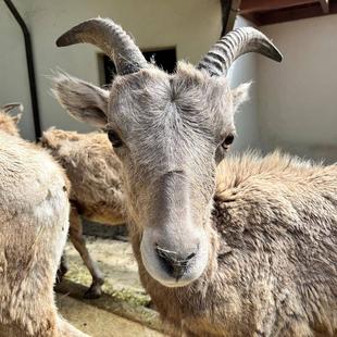 激闘!オオツノヒツジ!