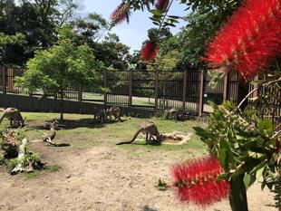 最近のオスたち