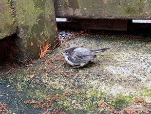 「見守って、野鳥の巣立ち雛」