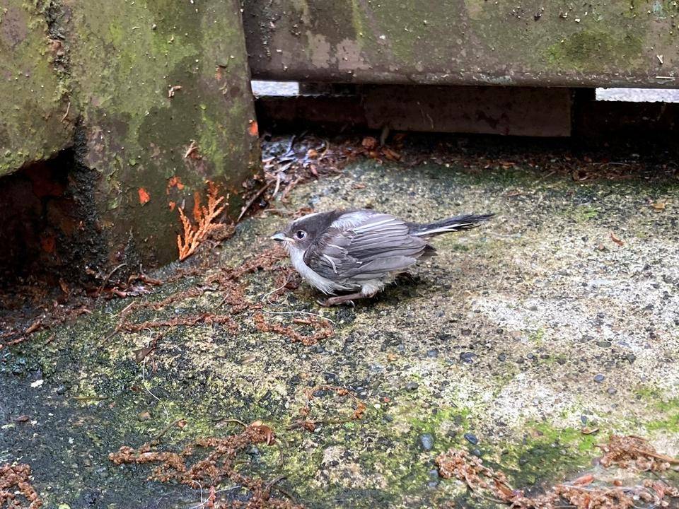 「見守って、野鳥の巣立ち雛」の写真