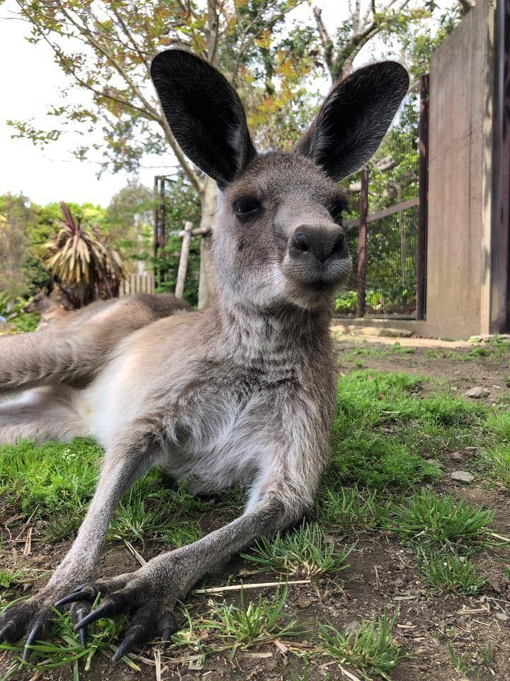 キノコの最後の子、キクラゲの写真