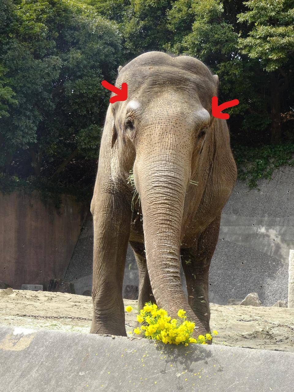 まゆ毛の正体の写真