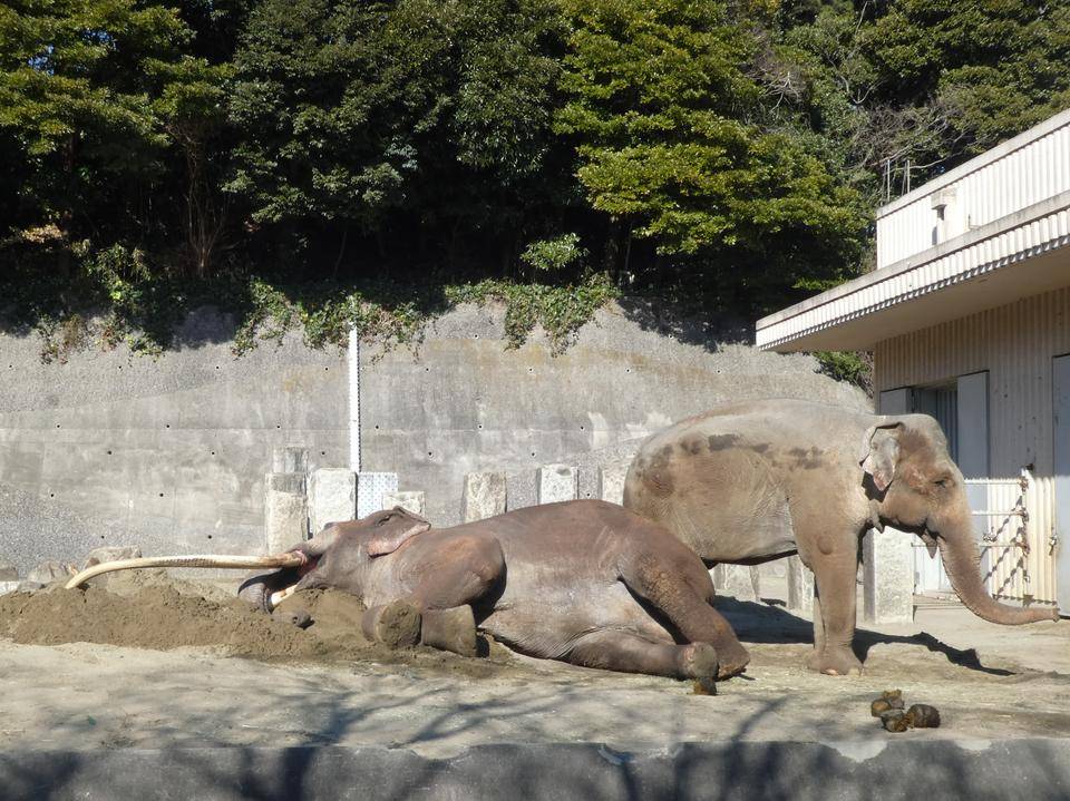 ボンの昼寝の写真