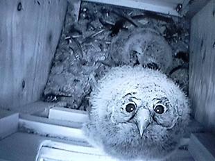 フクロウ 巣立ちました