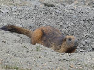 「ブログ de トラベル」ラダックで野生のバーラルにあえるかな?(マーモット編)