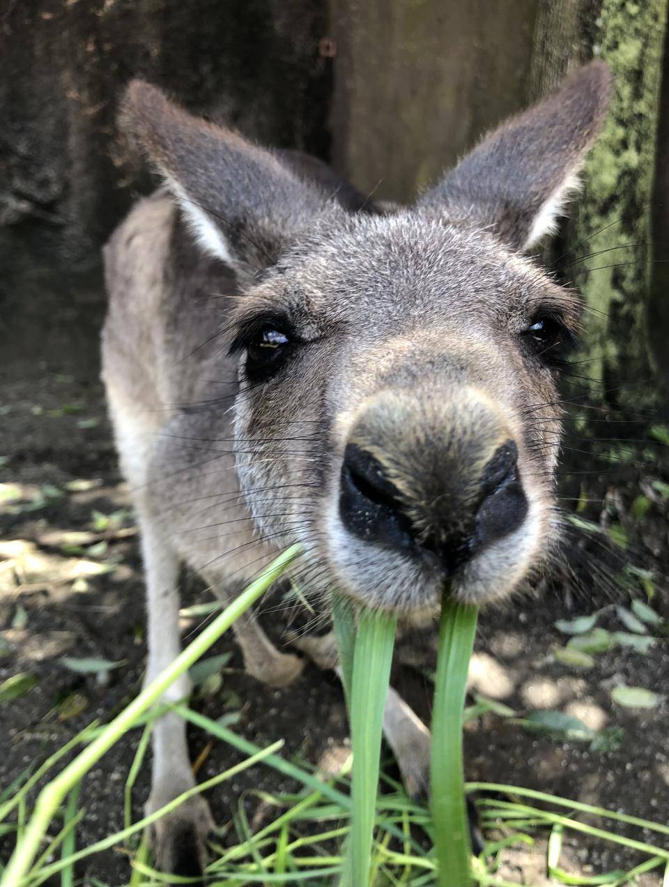 食いしん坊、ココの写真