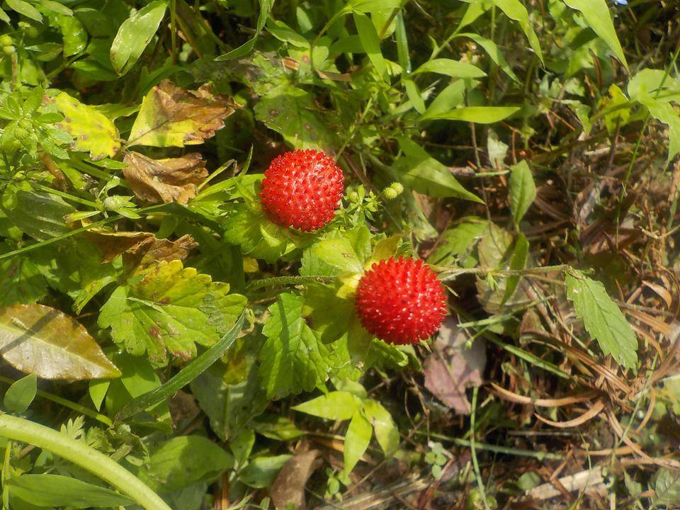 冬を越した野草の今の写真