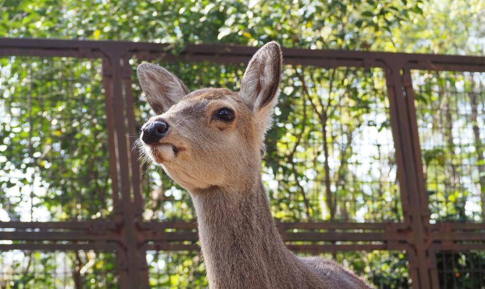 アズキと申しますの写真