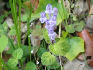 ゴールデンウイークになりました。