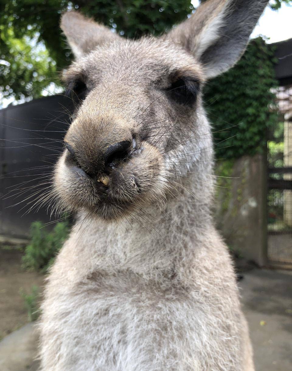担当者にやさしくカンガルーに厳しい、アミーゴの写真