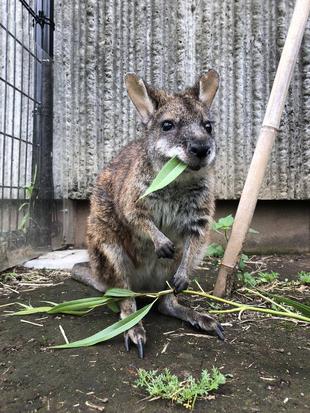 パルマワラビーとヤナギ