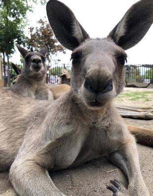 ココの子、コータ